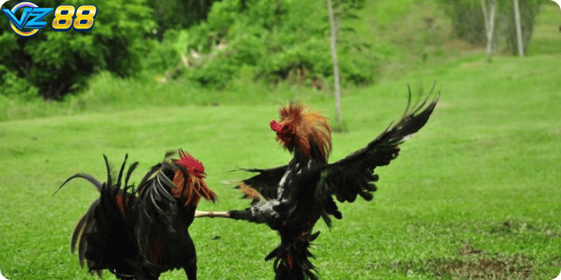 Trải nghiệm giải trí đầy kịch tính và hấp dẫn