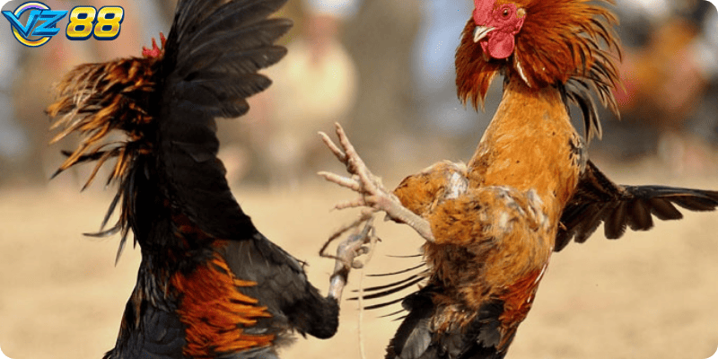 Chiến kê được huấn luyện bài bản, nguy hiểm