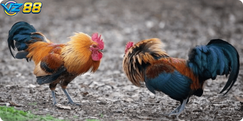 Hệ thống thanh toán thắng thua rõ ràng, tránh tranh cãi