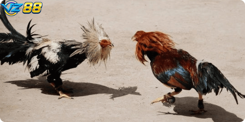 Mỗi hình thức đều mang tính cạnh tranh cao